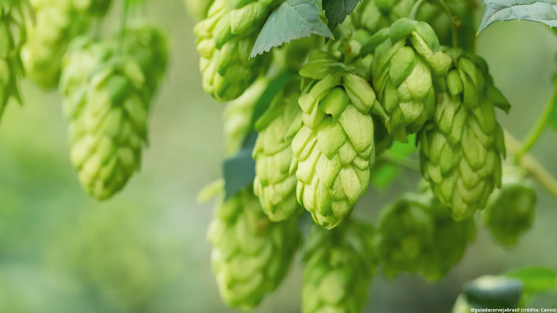 Projeto do Lúpulo Avança no Congresso e Copa Cerveja Brasil Premia Melhores do País: Veja os Destaques