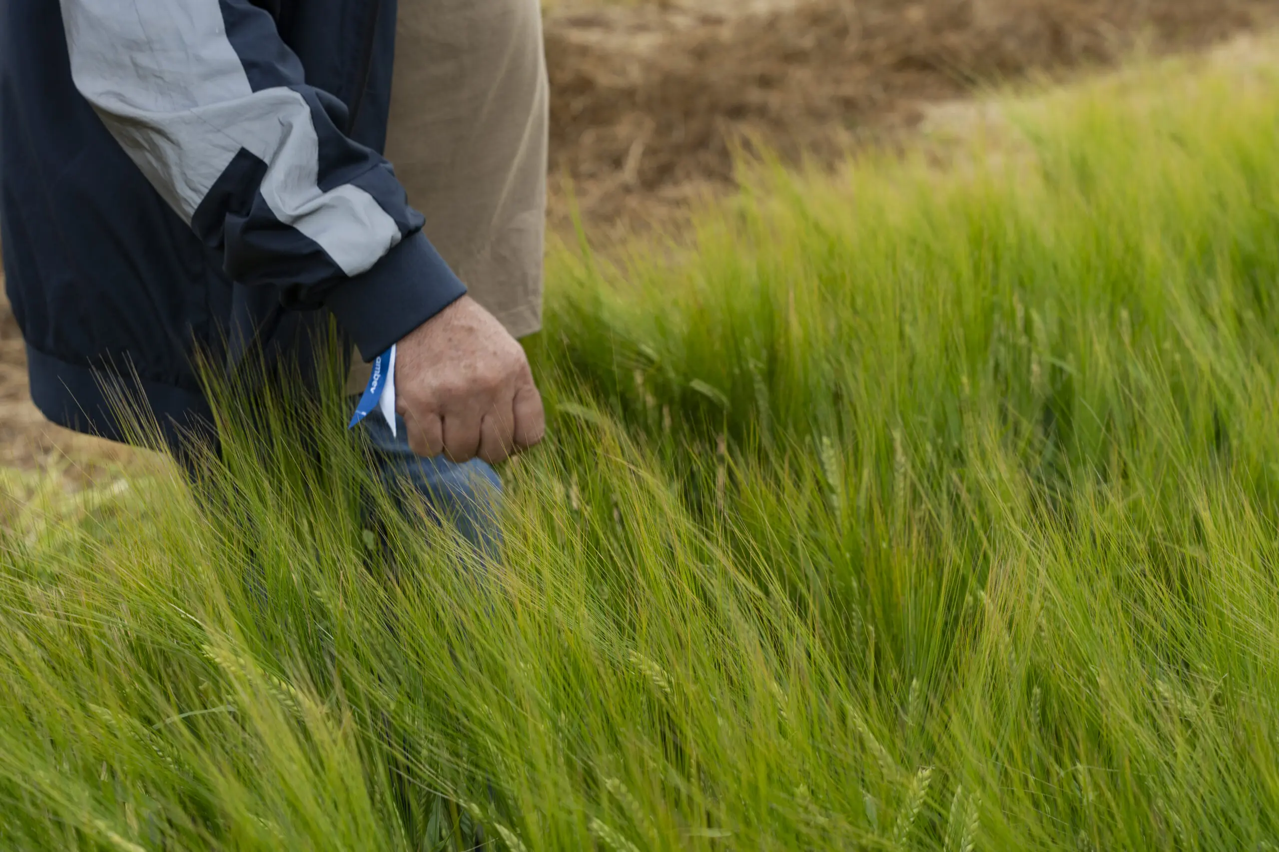 ABI Valente: A Nova Supercevada que Está Revolucionando a Cerveja no Brasil