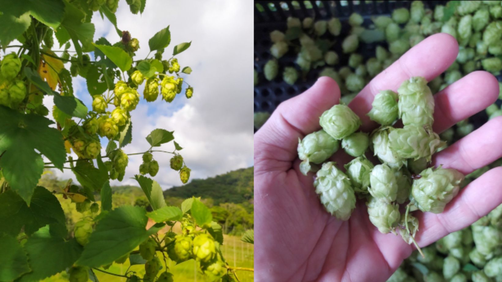 Cerveja 100% Brasileira? Tecnologia Inédita Pode Transformar o Futuro do Lúpulo no País