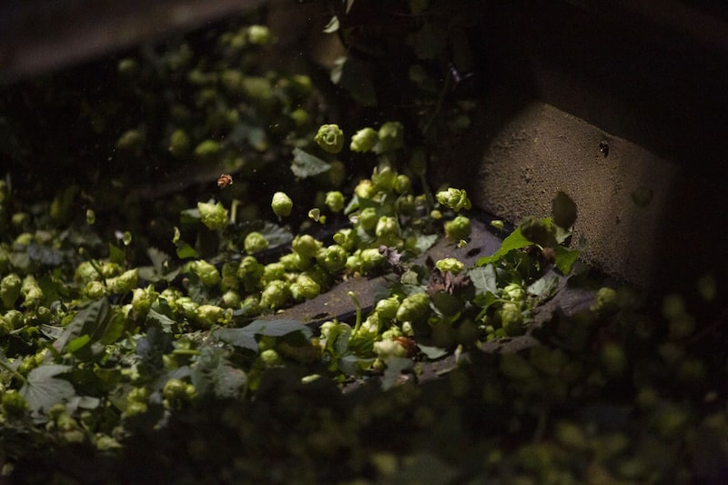 Lúpulo Brasileiro: A Aposta do Grupo Petrópolis para Criar a Identidade da Cerveja Nacional